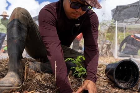 The University of Guam, in partnership with USFWS and GPT, is bringing the critically endangered håyun lågu (Serianthes nelsonii) back to the wild. Learn how researchers and the community are working to restore this rare endemic tree at the Atantåno Heritage Preserve.
