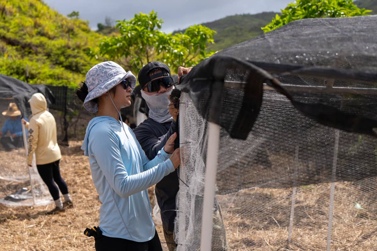 Plant protection structure