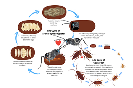 Illustration of the Life Cycle of Evania appendigaster