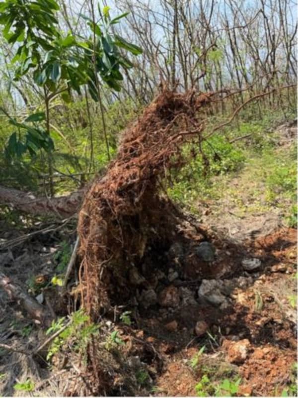 Uprooted trees following the typhoon