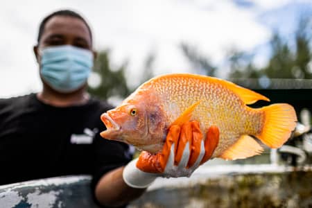 A red tilapia
