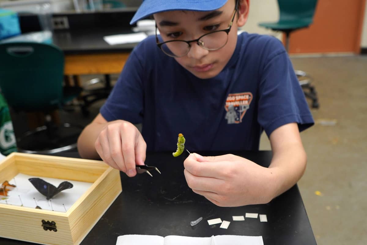 Boy looking at a catapillar 