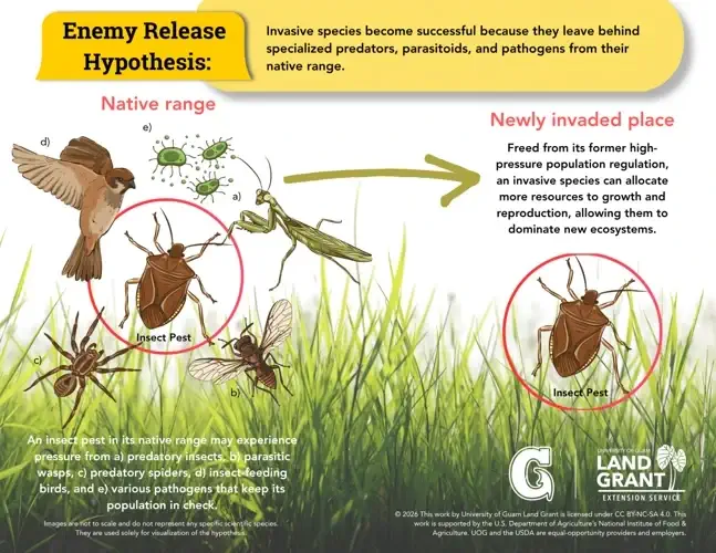 Poster on Invasive species