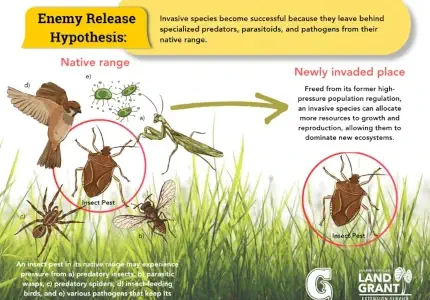 Poster on more information of invasive species
