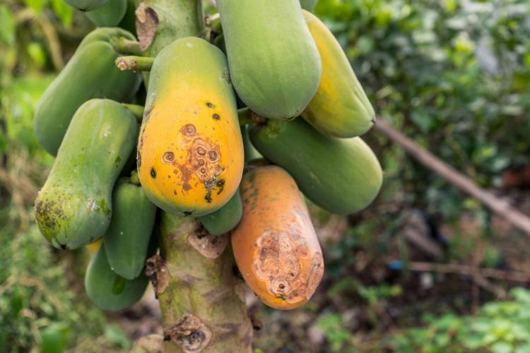 Papaya