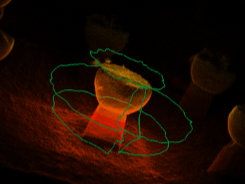 Latte Stone Scan 2