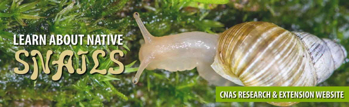Learn about native Snails