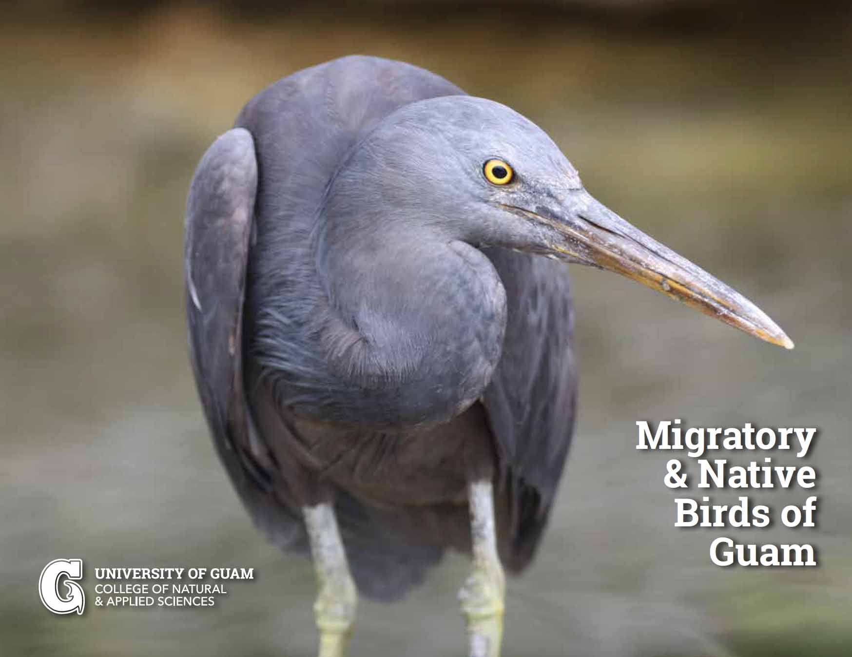 Thumbnail image for e-book on native and migratory birds of Guam