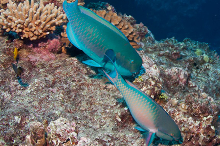 UOG Sea Grant and Marine Lab study shows decline in parrotfish stocks over ten years 