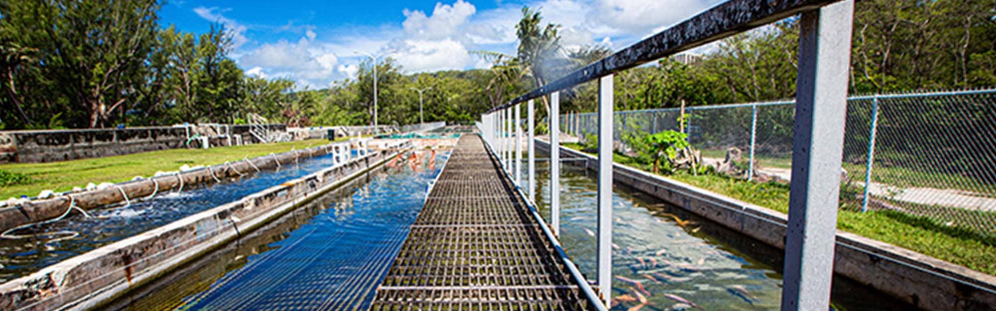 Researchers are conducting salinity studies for talapia raised at the hatchery.