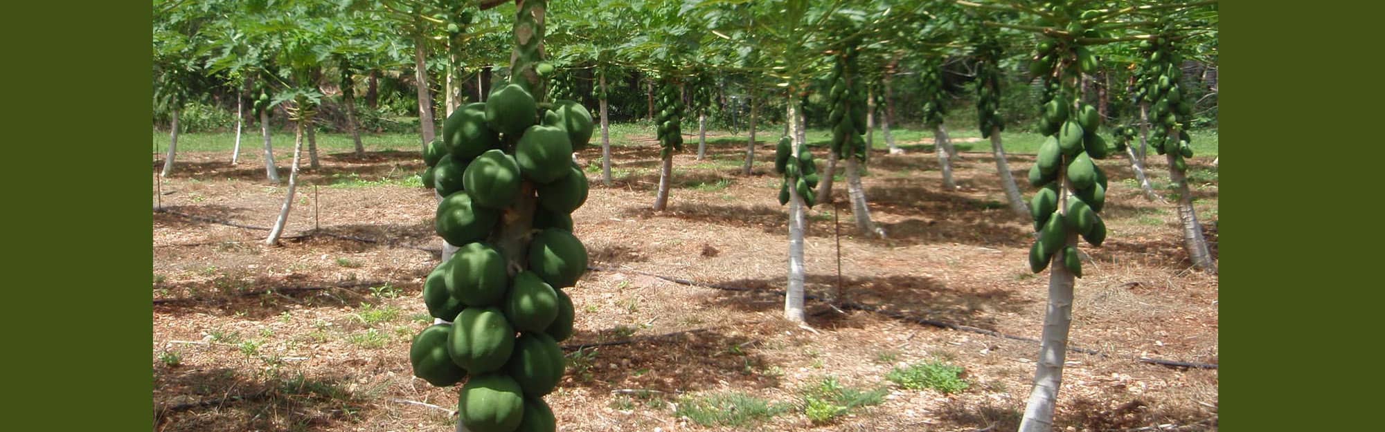 Photo of a papaya farm