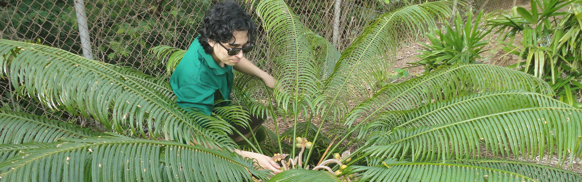 Graduate stdent Benjamin Deloso cares for an endangered Cycas micronesica which is endemic to Guam.