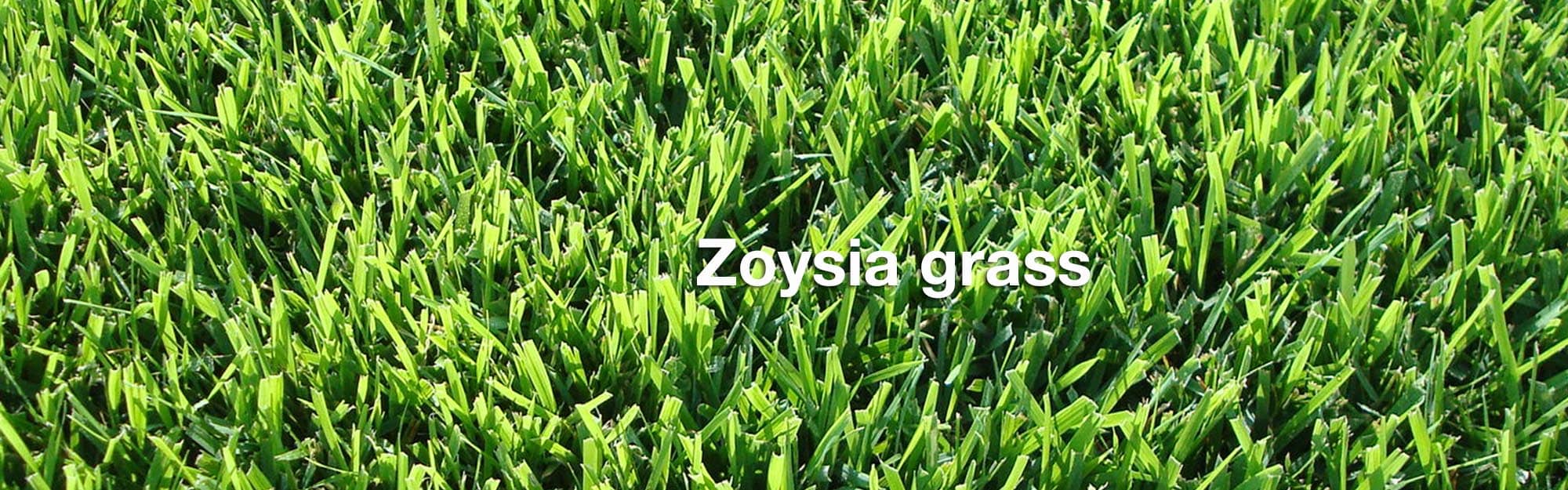 Zoysia grass is a common type of turfgrass forund on Guam.
