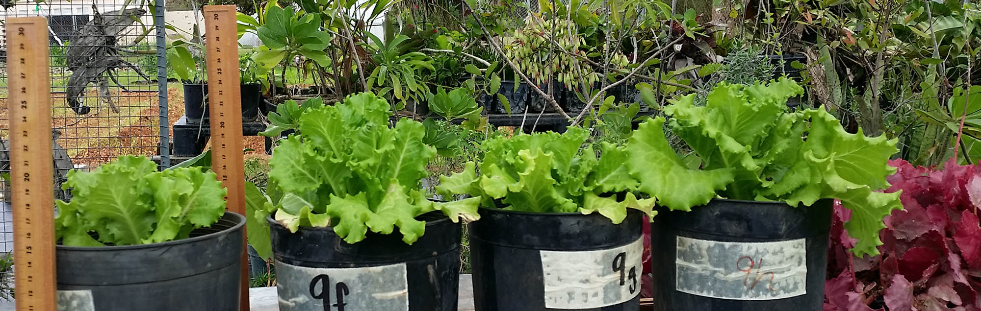 Lettuce trials