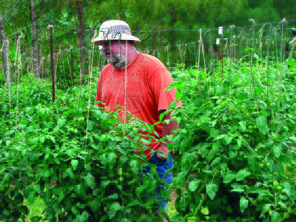 Bernard Watson monitors his tomato crop for signs of nutritional deficiences.