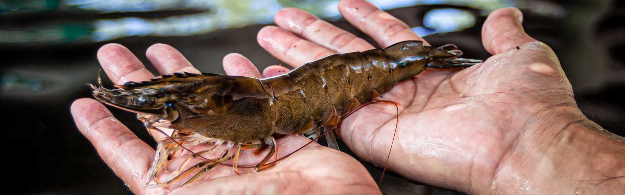 Specific pathogen free shrimp stock is important to maintain at the hatchery.