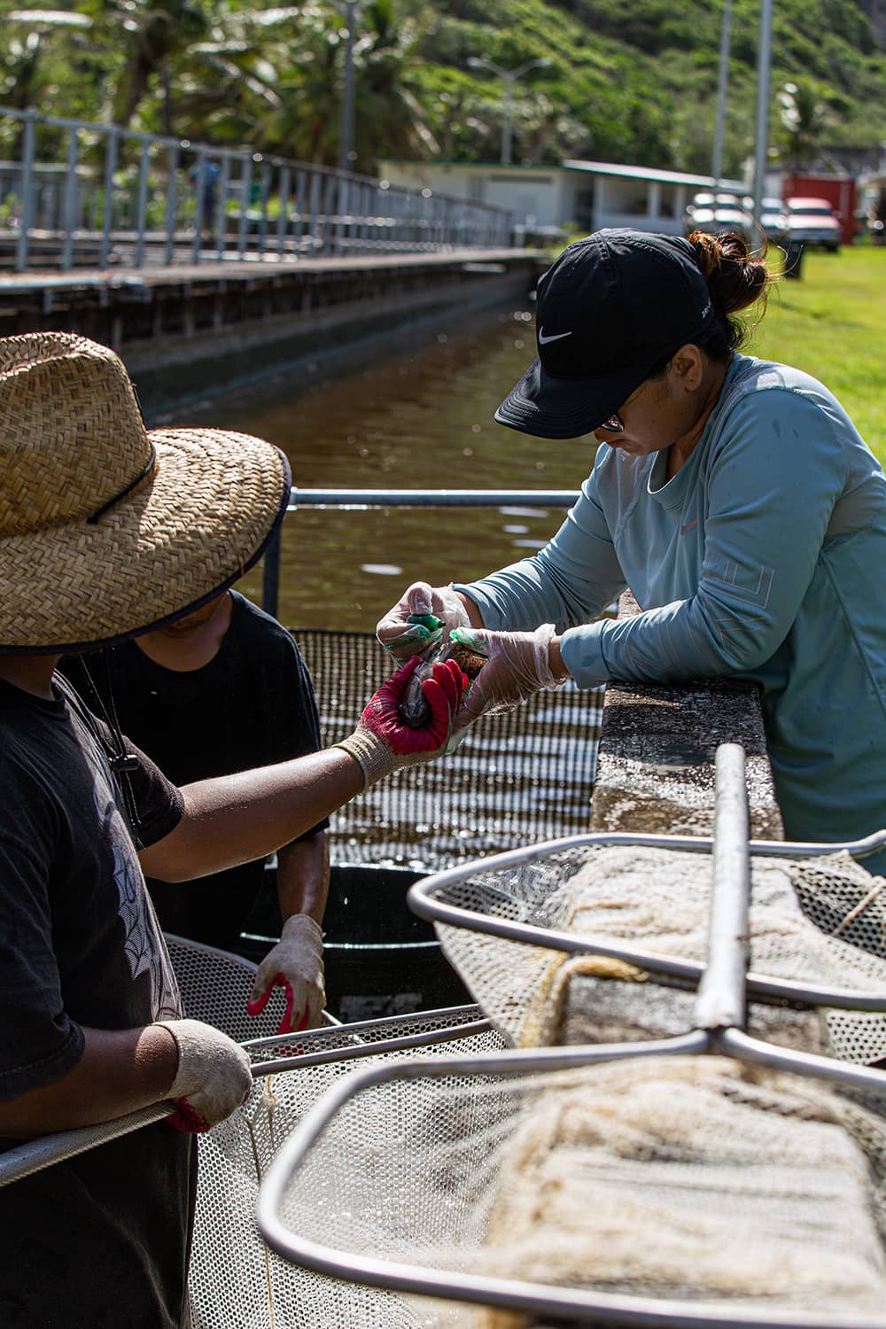 Photo of a woman marking a tilapia at the Fadian Hatchery
