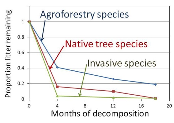 Leaf Litter Graph