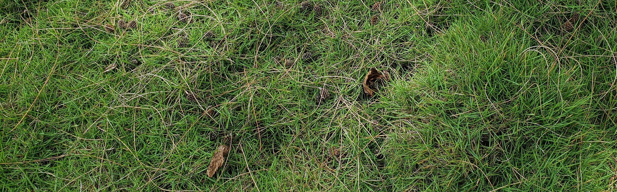 Turfgrass grown on a roof-top to affect house tempuratures.