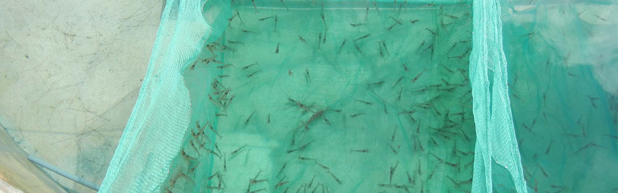 Dr. Hui Gong Jiang conducts research on shrimp families and salinity preferences.
