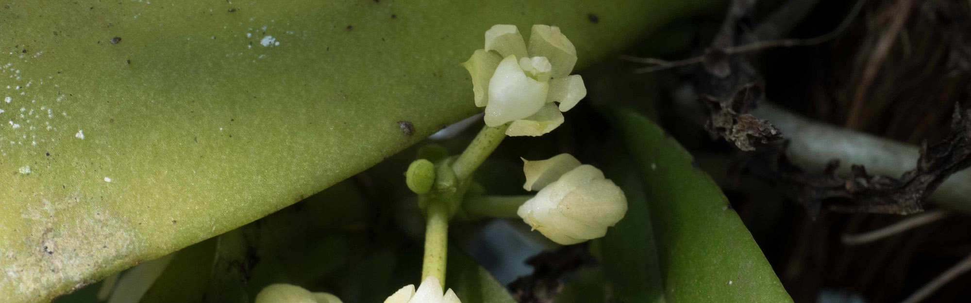 Guam Plant Extinction Prevention Program (GPEPP) is protecting this native orchid, Tuberolabium guamense,